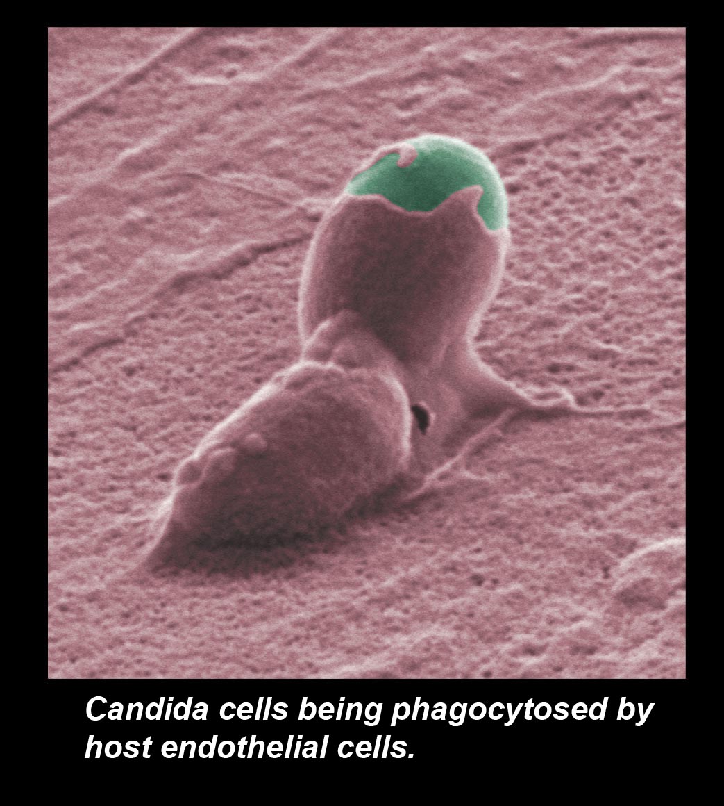phagocytosis