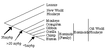 Flow Chart Of Human Evolution