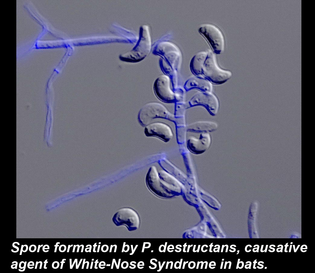 Laboratory of Emerging Fungal Pathogens